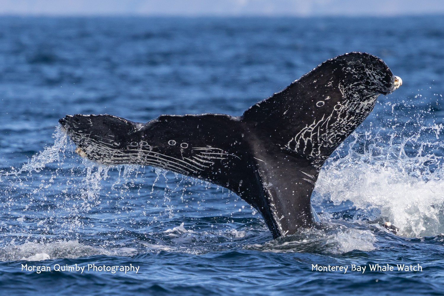 Whale tail splashing water as it emerges from the ocean.
