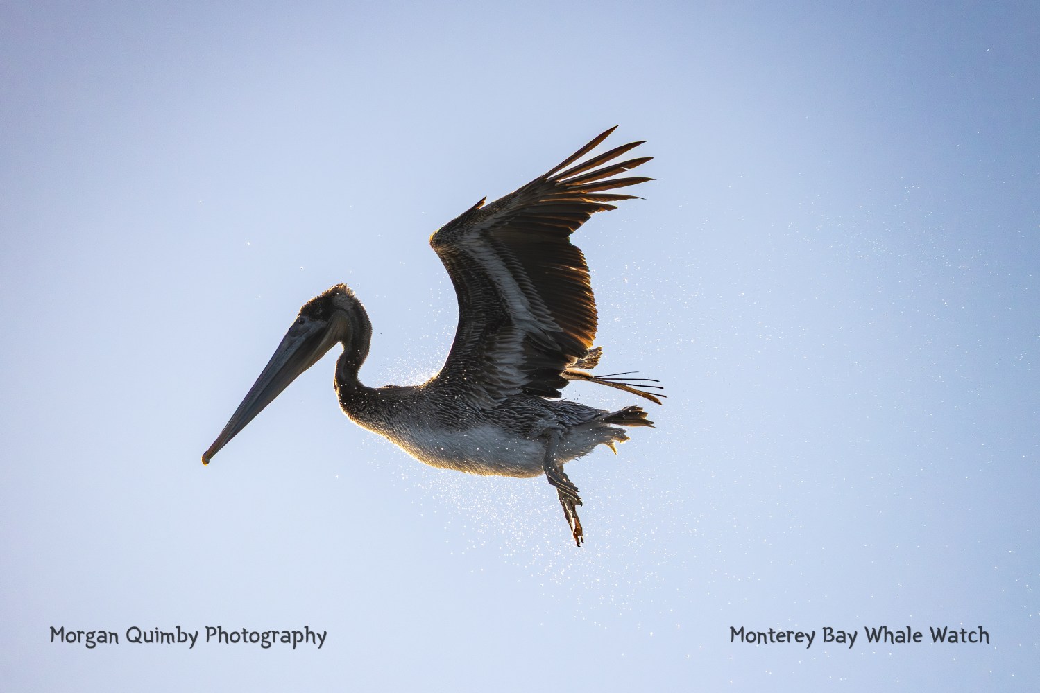 Pelican soaring in the clear sky with wings spread wide and sunlight highlighting feathers.