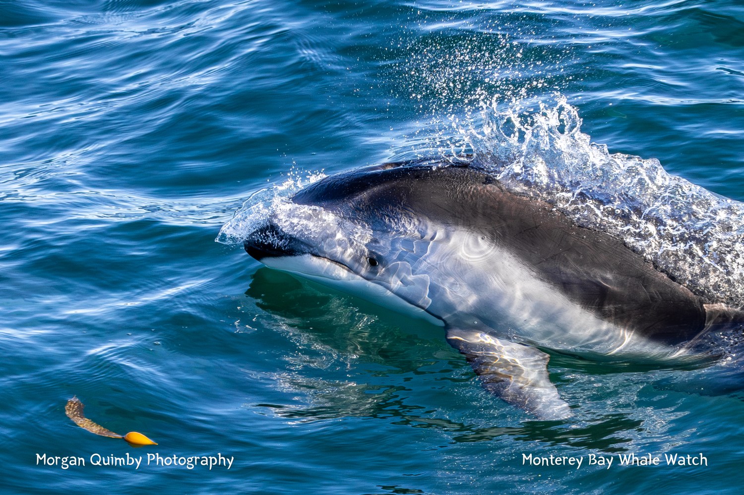 Dolphin swimming in clear blue water with splashing waves.