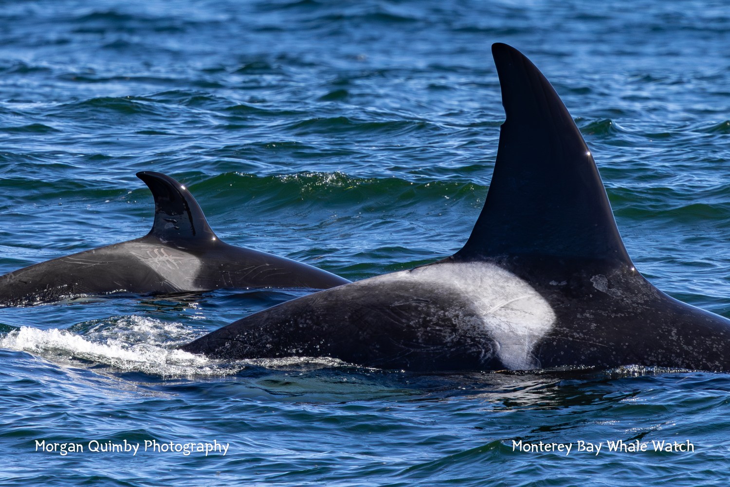 Two orcas swimming with dorsal fins visible above the ocean surface.
