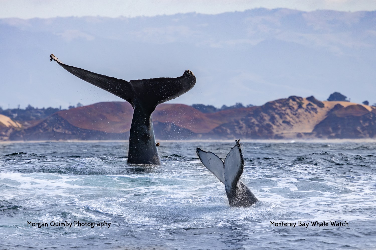 Two whale tails emerging from the ocean waves with hills in the background.