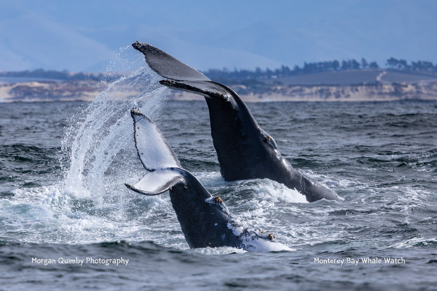 Two whales breaching in the ocean near a distant shoreline under a clear blue sky.