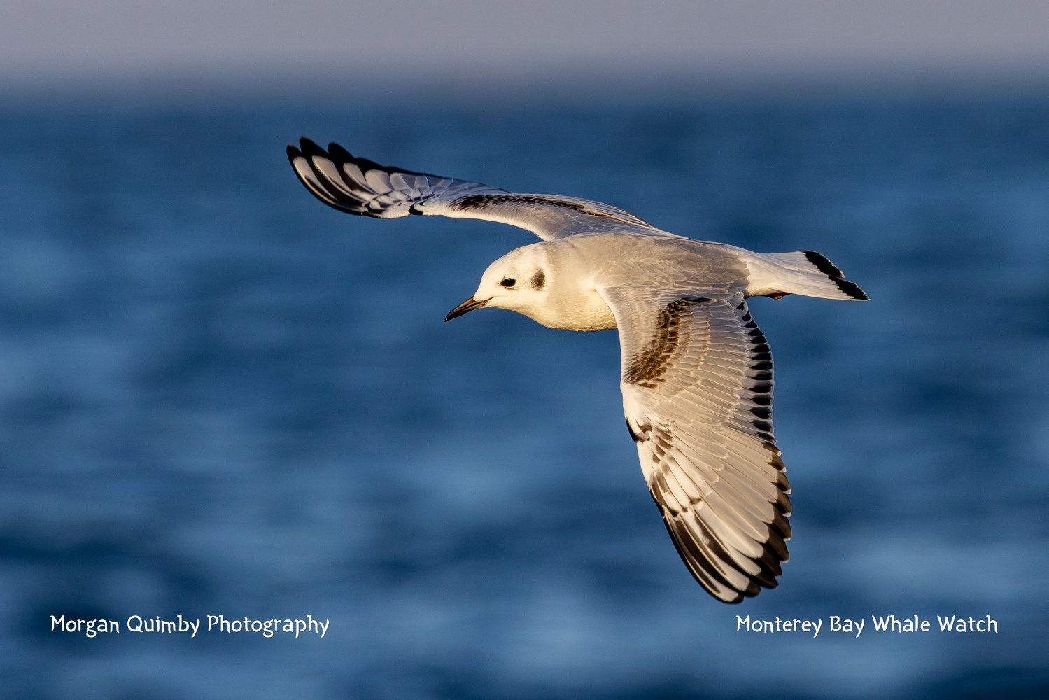 Seagull flying over ocean with blue water background.