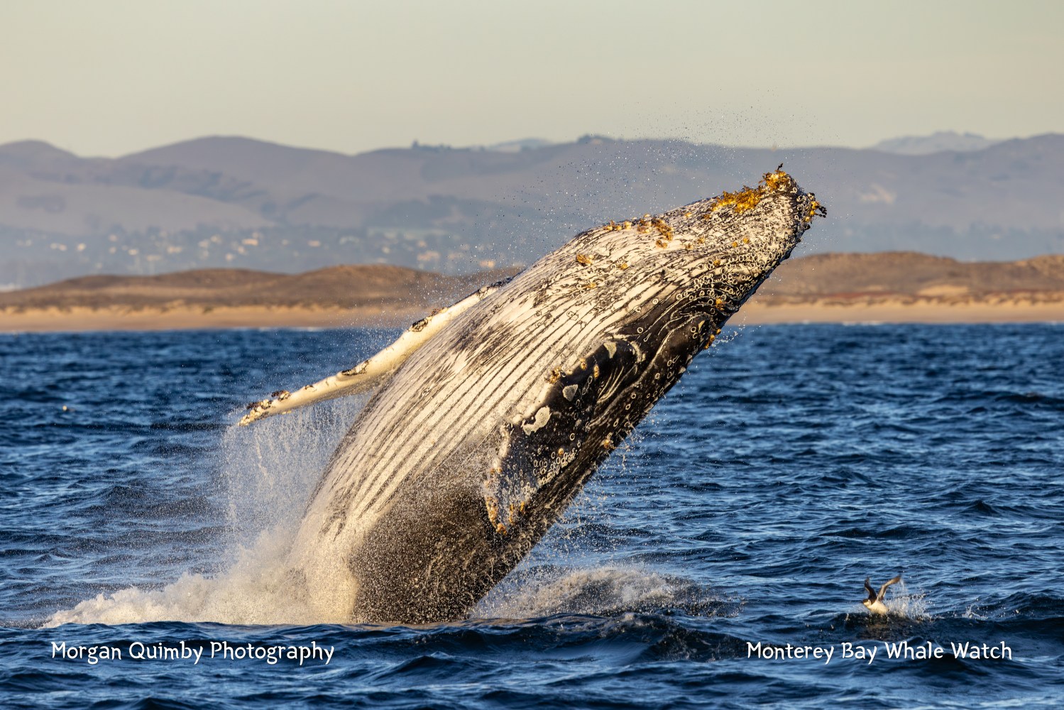 Humpback whale breaching above ocean water with distant mountains in the background.