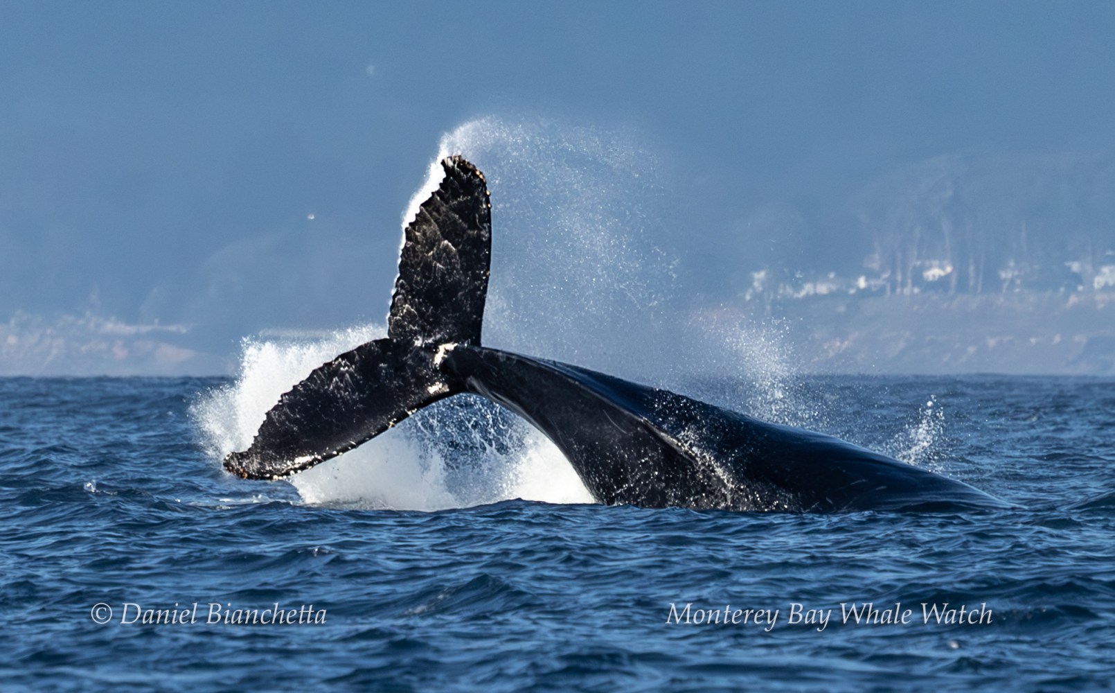 Humpback whale tail breaching the ocean surface with water splash.