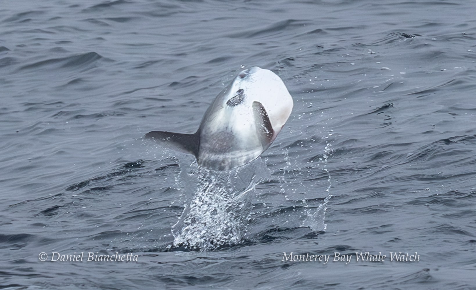 Large fish jumping out of the water, surrounded by ocean waves and splashes.