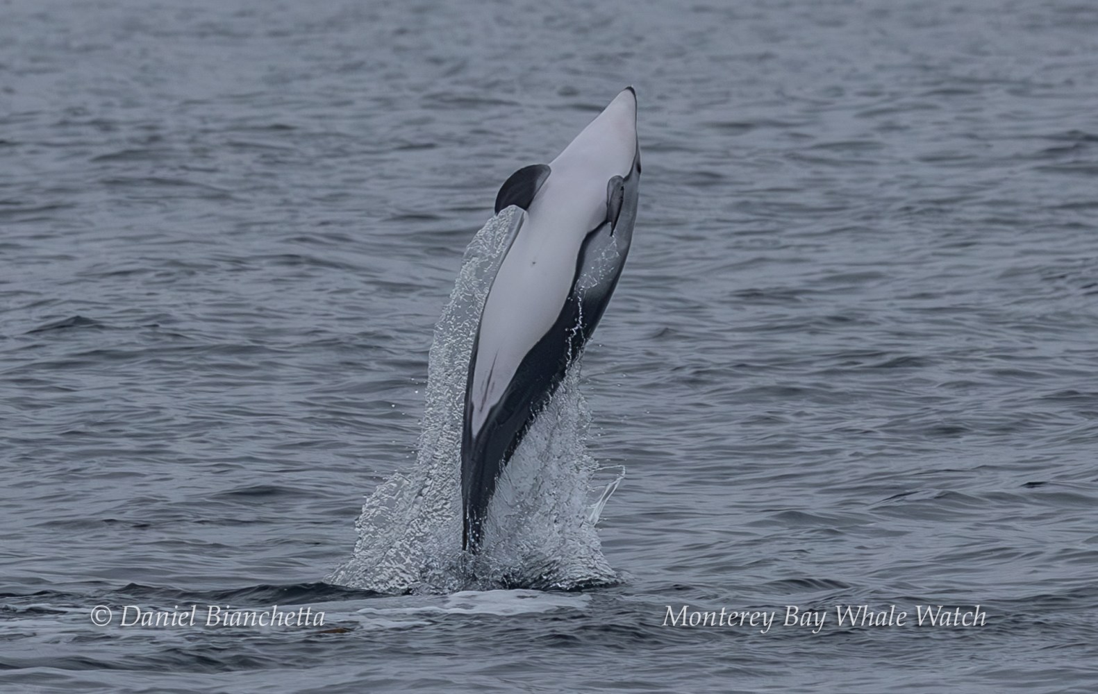 Dolphin leaping out of the water in a mid-air spin against a backdrop of ocean waves.