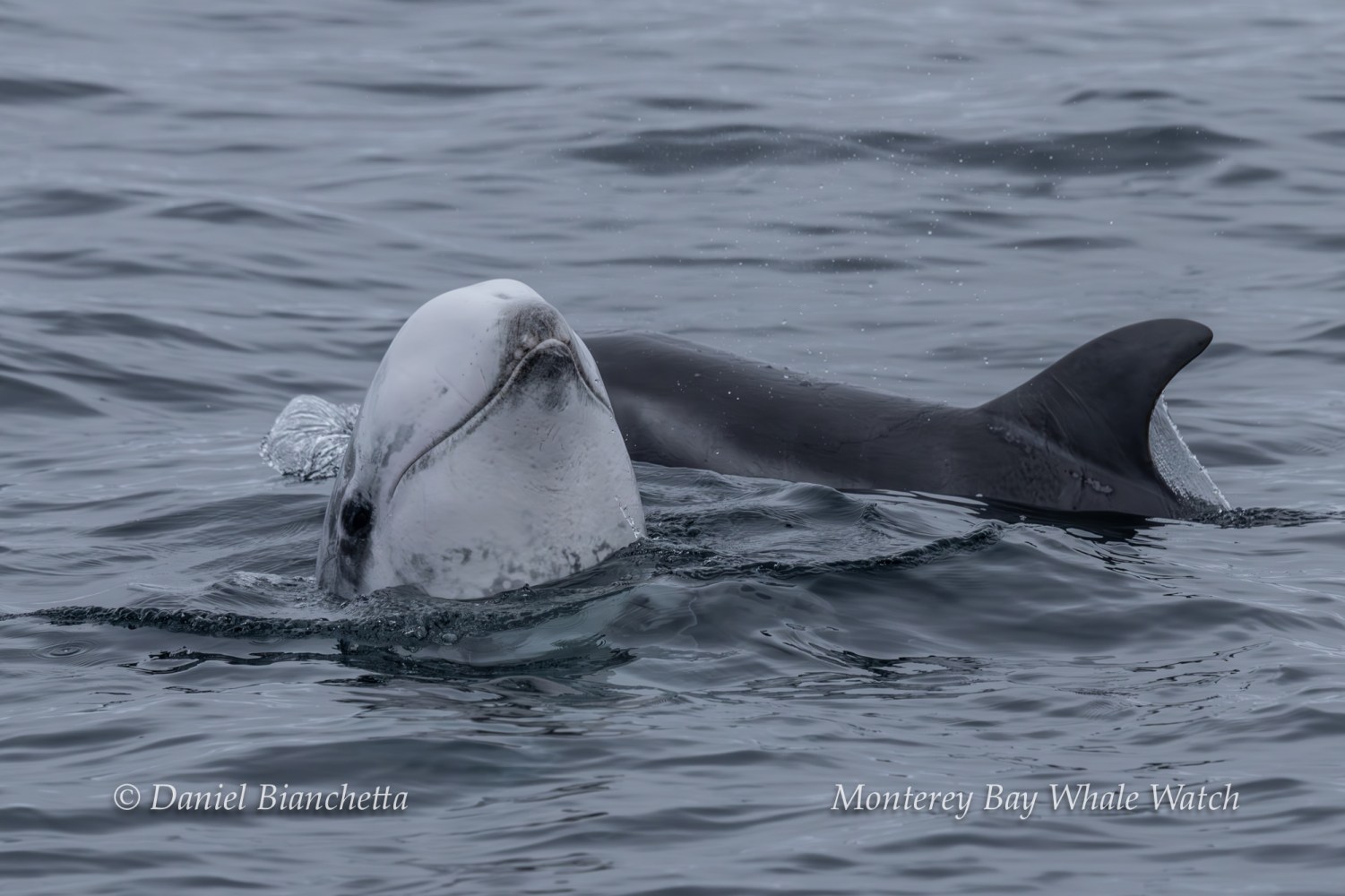 Dolphin surfacing in ocean, showing head and dorsal fin.