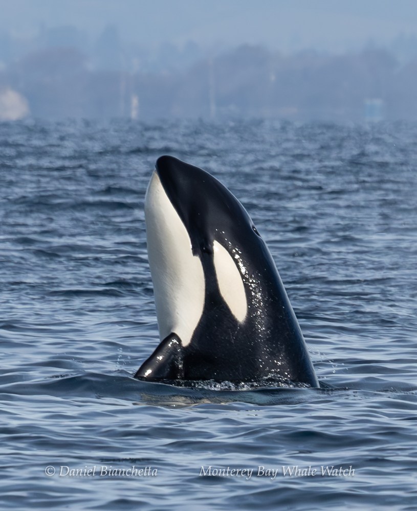 Orca partially emerging from ocean with distant blurred coastline visible.
