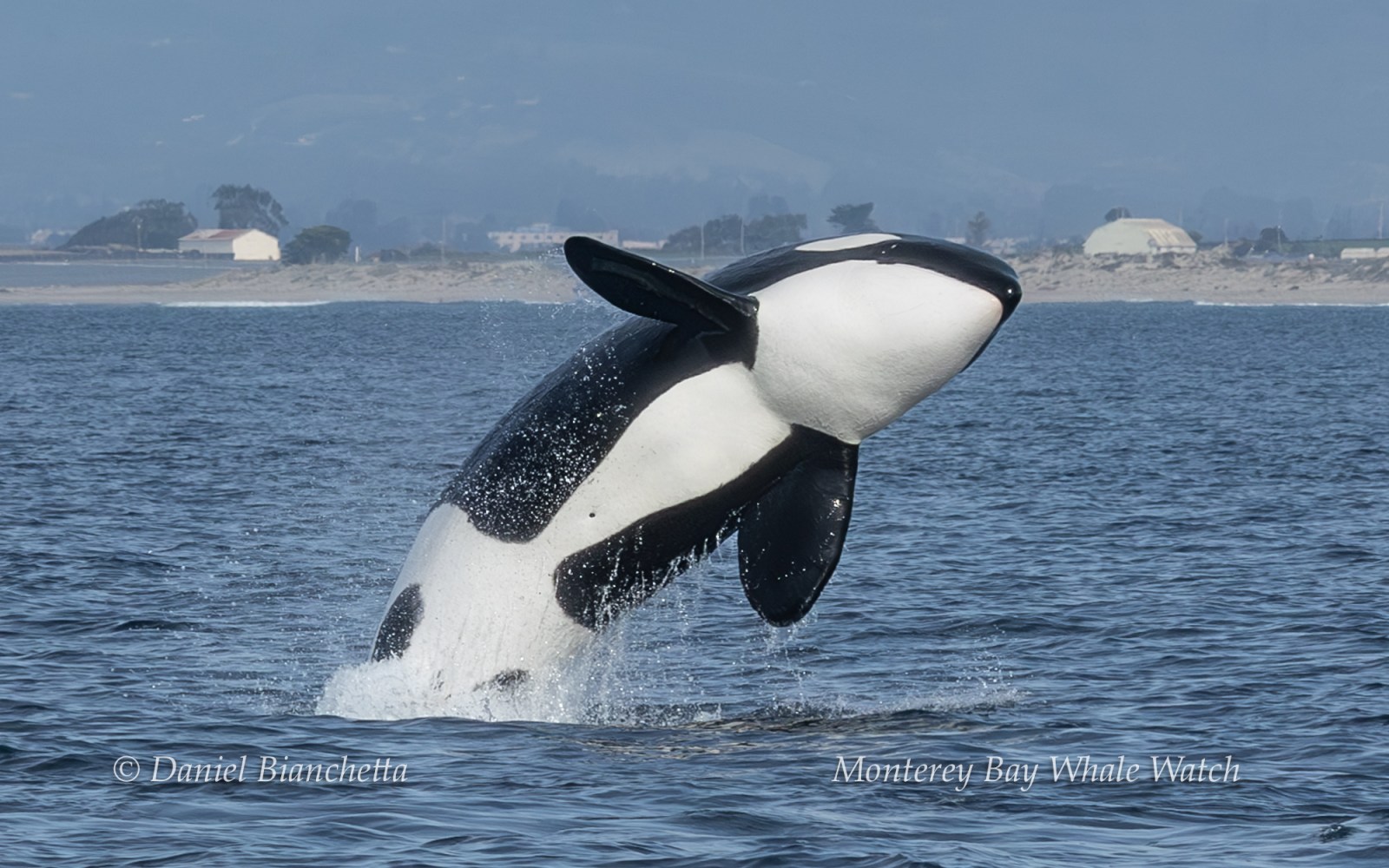 Orca breaching in open water with coastline and buildings in the background.