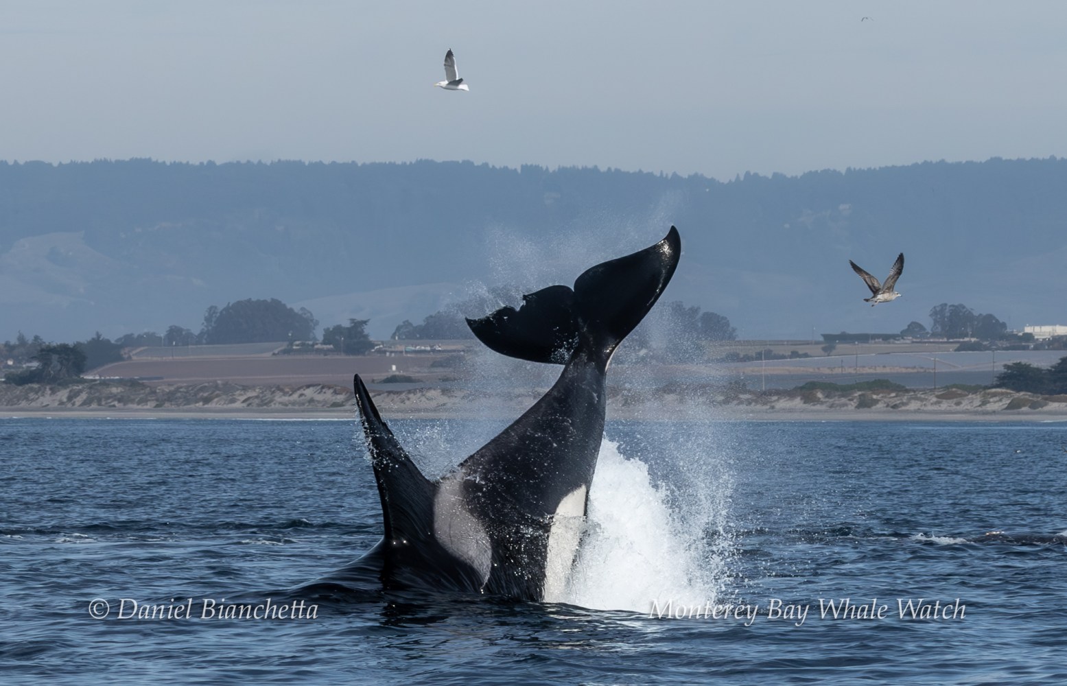 Whale tail splashing in ocean with two birds flying and distant hills in background.