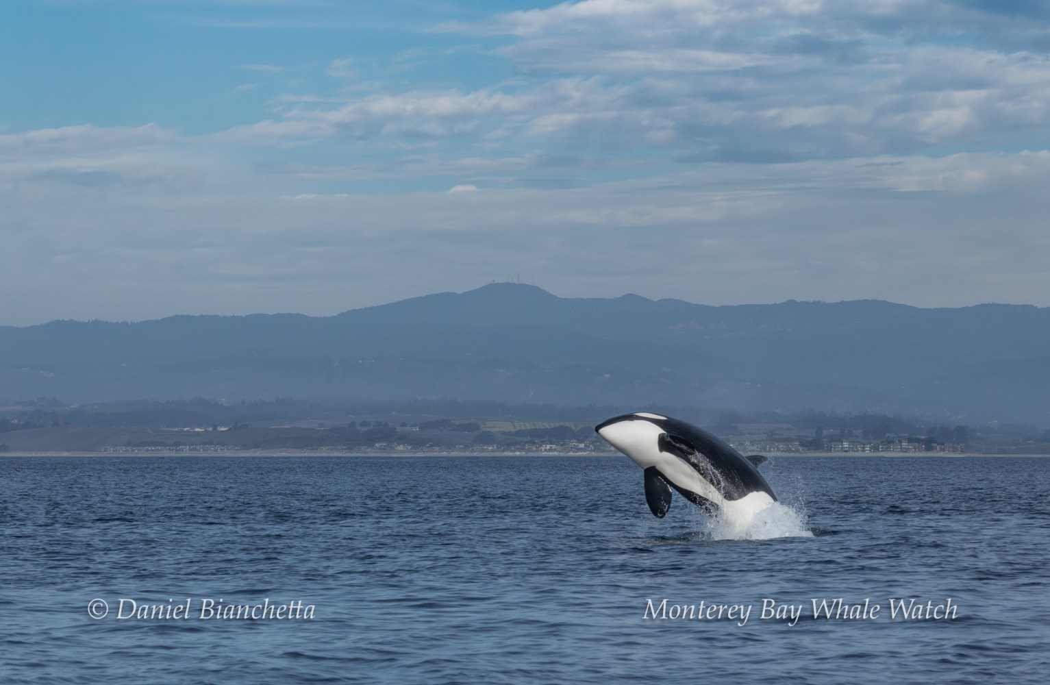 Orca breaching the ocean surface with mountains and cloudy sky in the background.