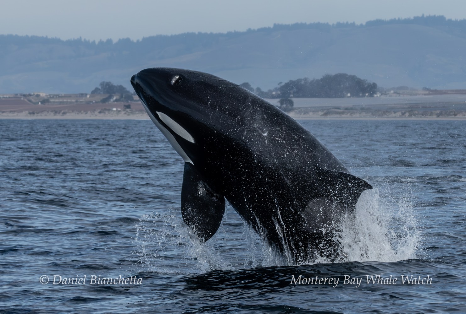 Orca breaching the ocean surface with hills in the background.