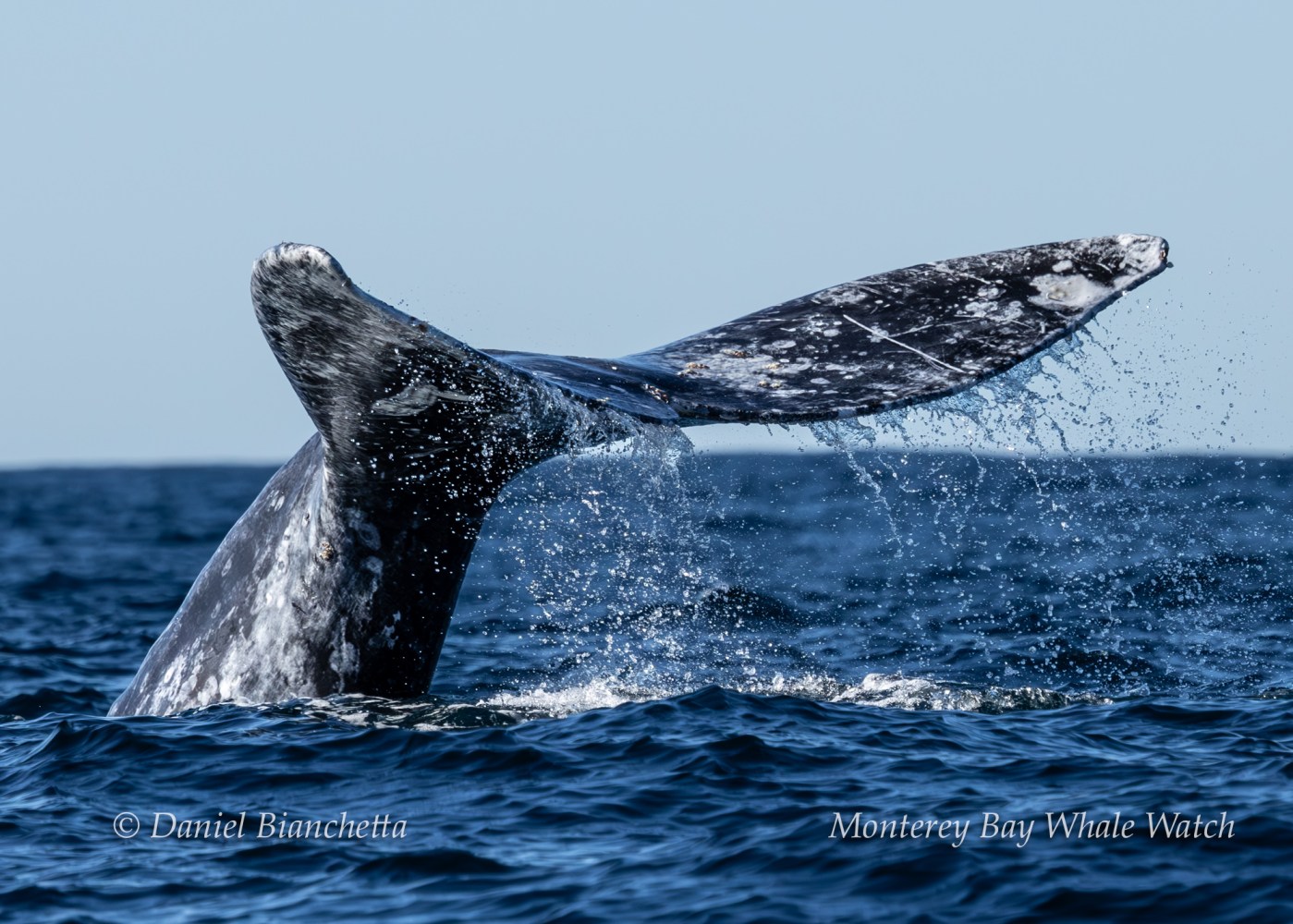Whale tail splashing in ocean water against a clear blue sky.