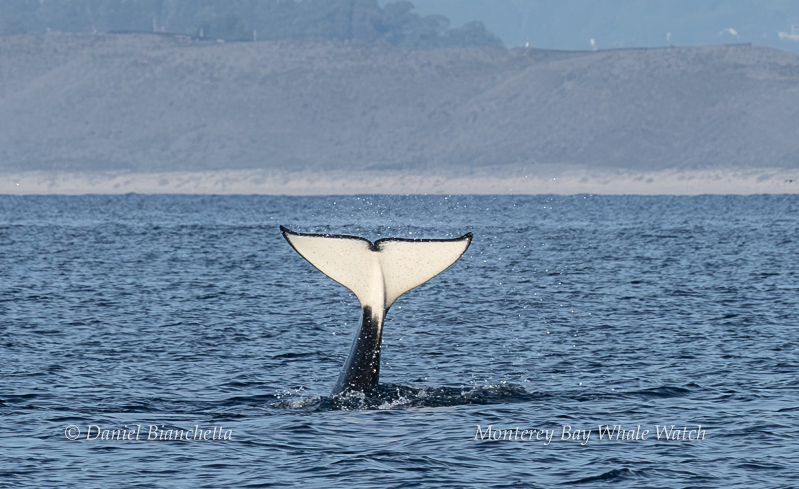 Orca tail fin rising from ocean with mountains in background.