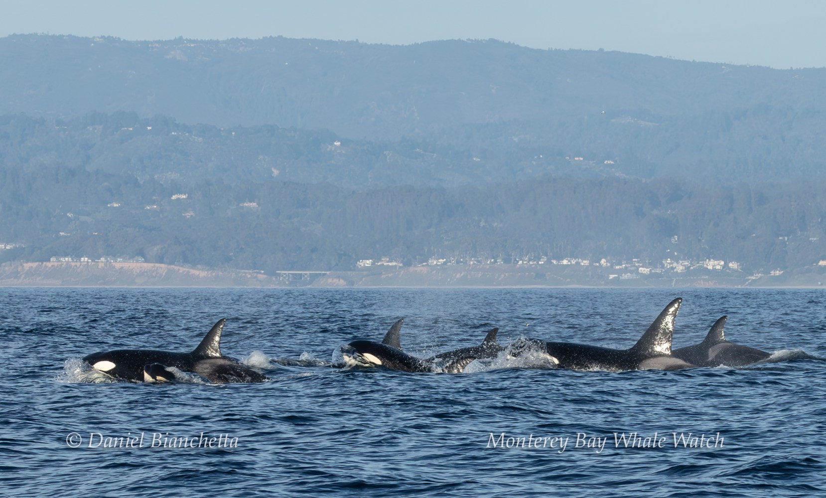 A pod of orcas swimming in the ocean with a hilly shoreline in the background.