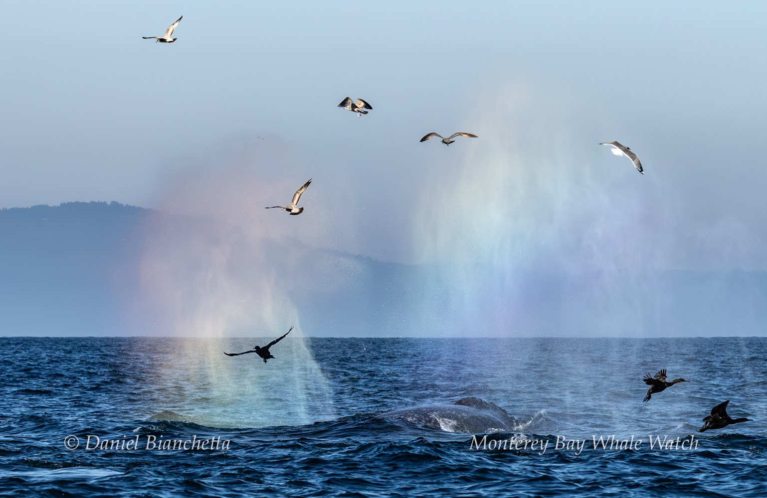 Whale spouting rainbow mist with birds flying over the ocean.