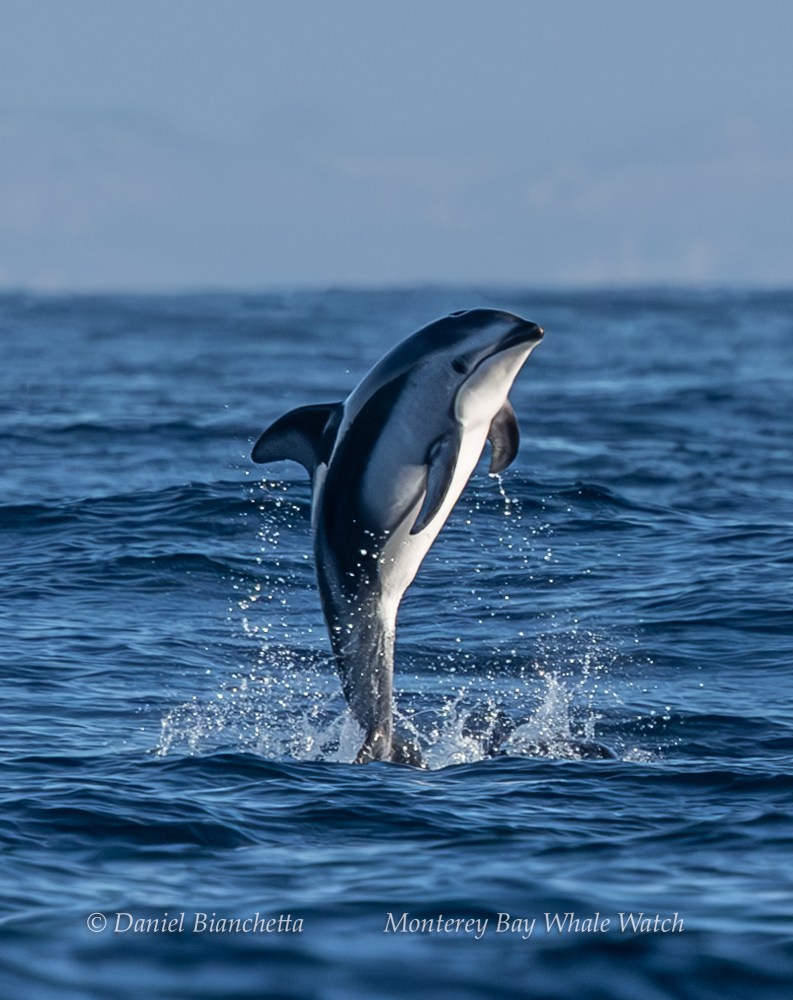 Dolphin leaping out of the ocean water with a clear sky in the background.