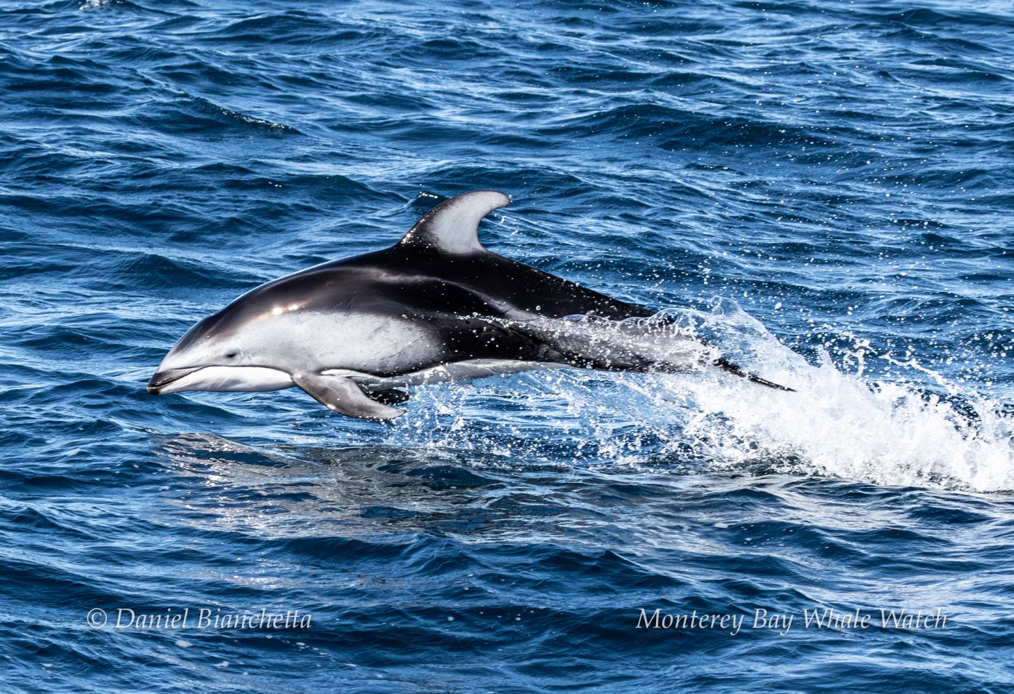 A dolphin jumping out of the ocean water with waves splashing around.