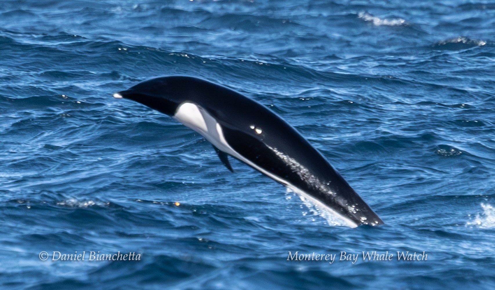 A dolphin leaping out of the water in a blue ocean.
