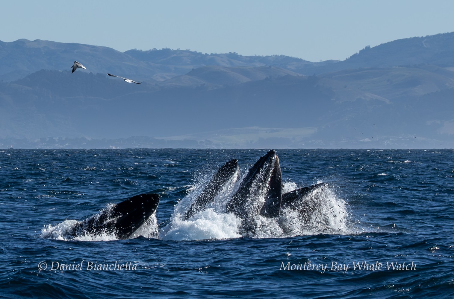Group of whales surfacing in ocean with seagulls flying above, mountains in background.