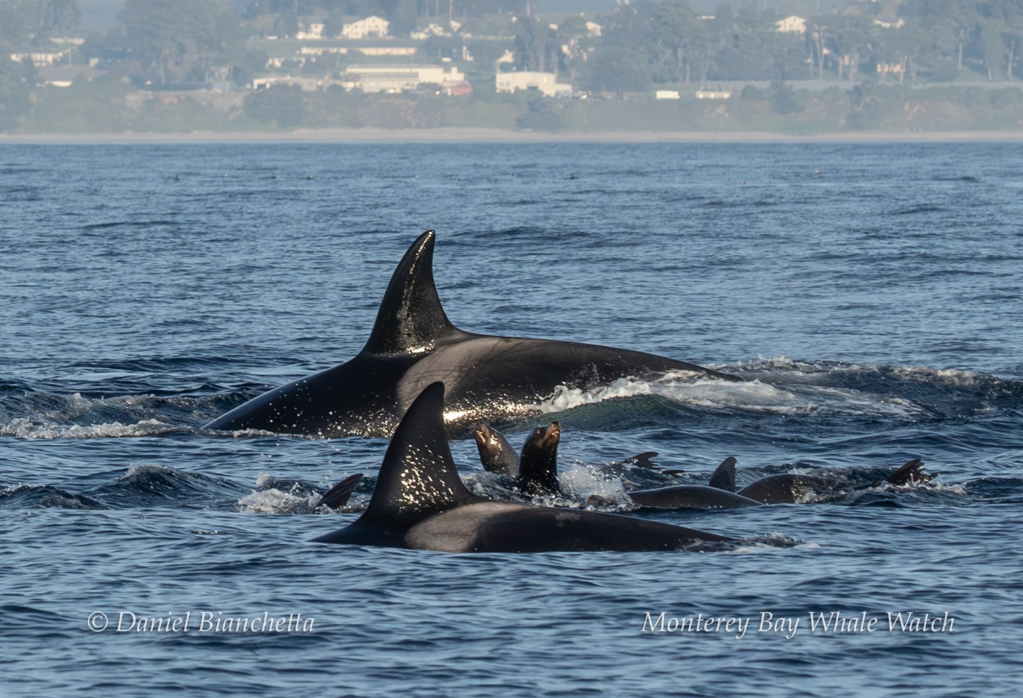 Group of orcas swimming with a background of distant buildings on the shoreline.