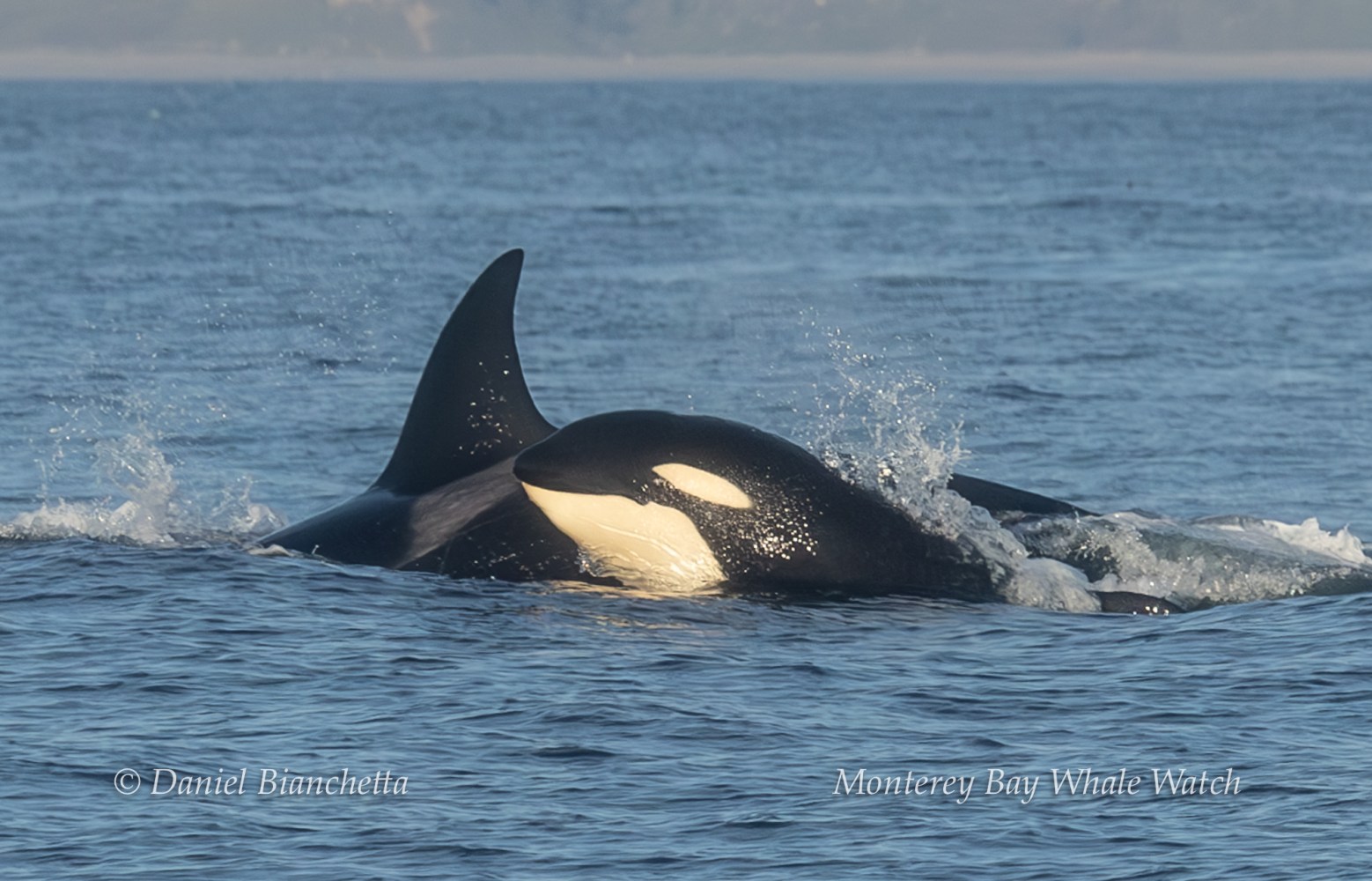 Orca swimming in the ocean with its dorsal fin and head visible above water.