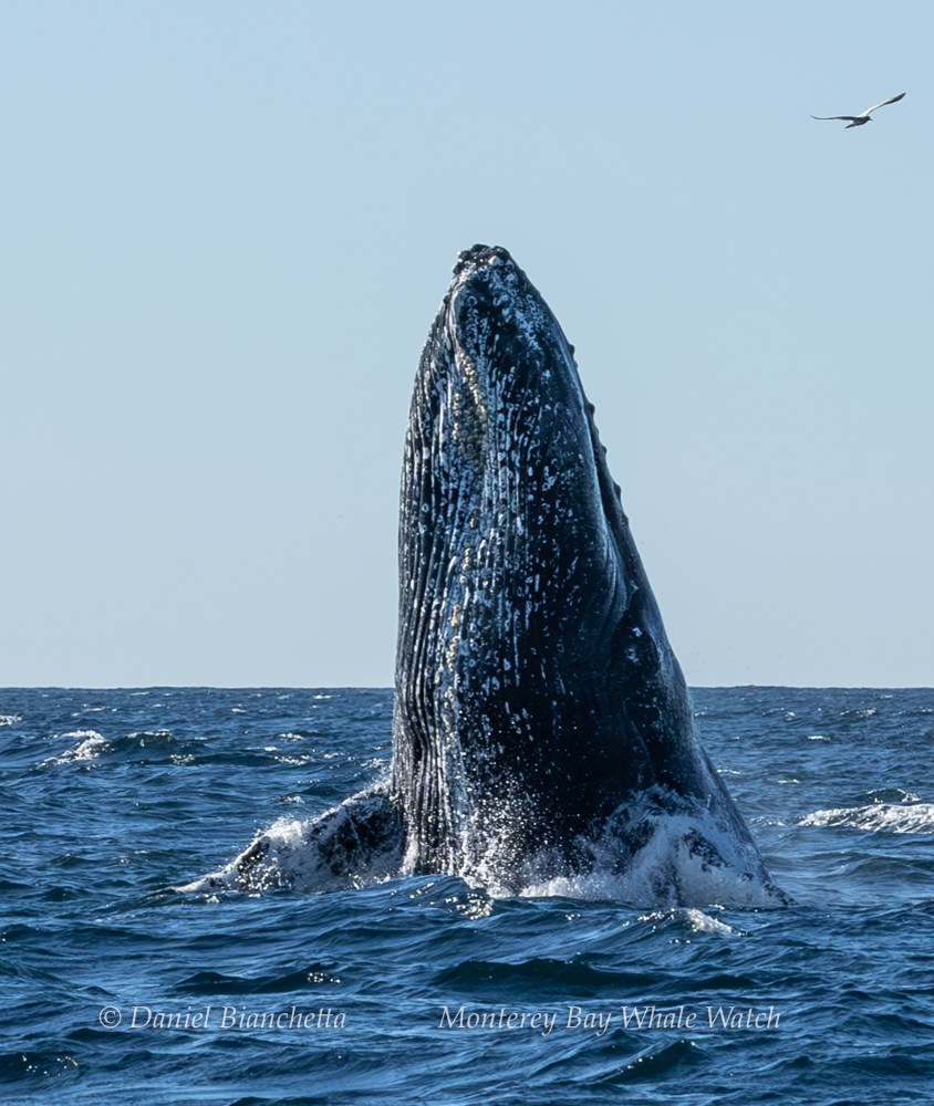 A whale breaching the ocean surface with a bird flying above.