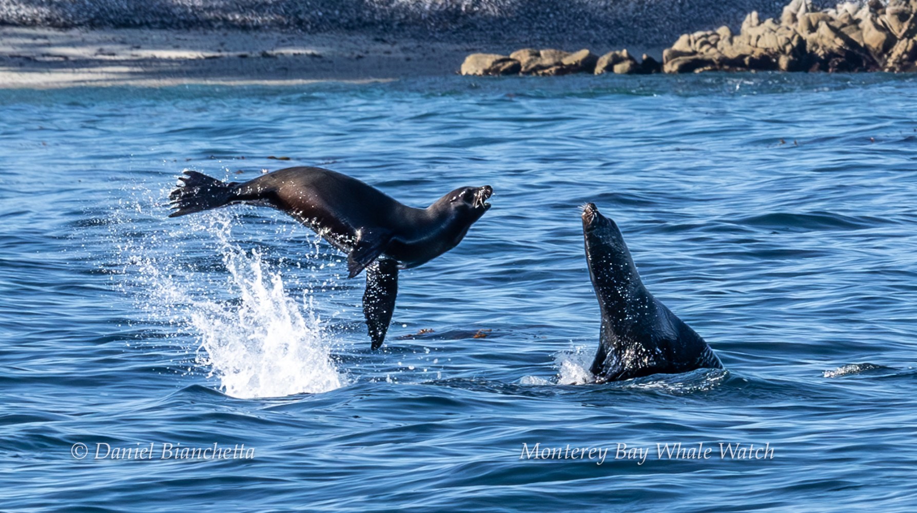 Seal jumping from ocean near another seal with rocky shore in background.