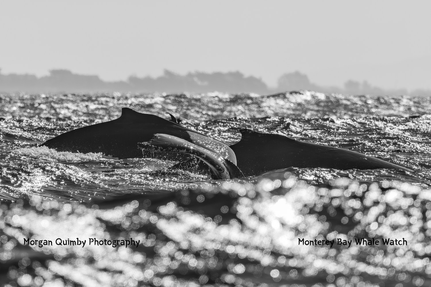 Black and white image of two humpback whales surfacing in ocean.