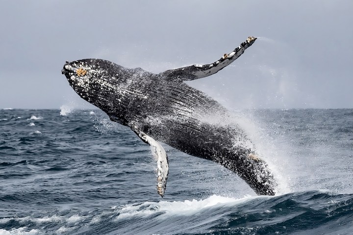 Humpback whale breaching above ocean waves on a cloudy day.