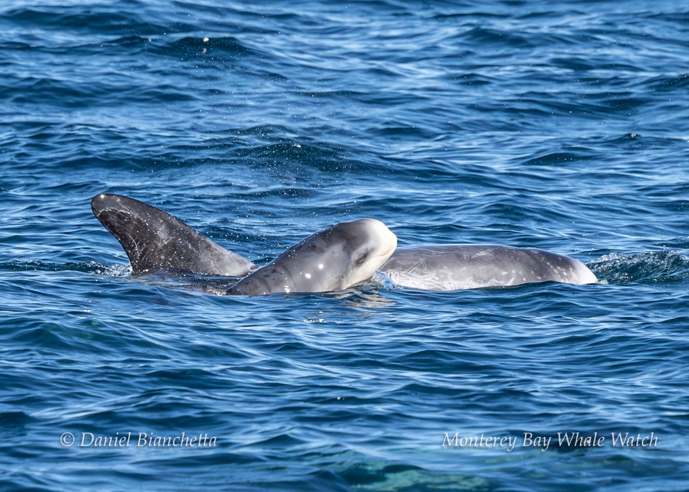 Two dolphins swimming close together in blue ocean water.
