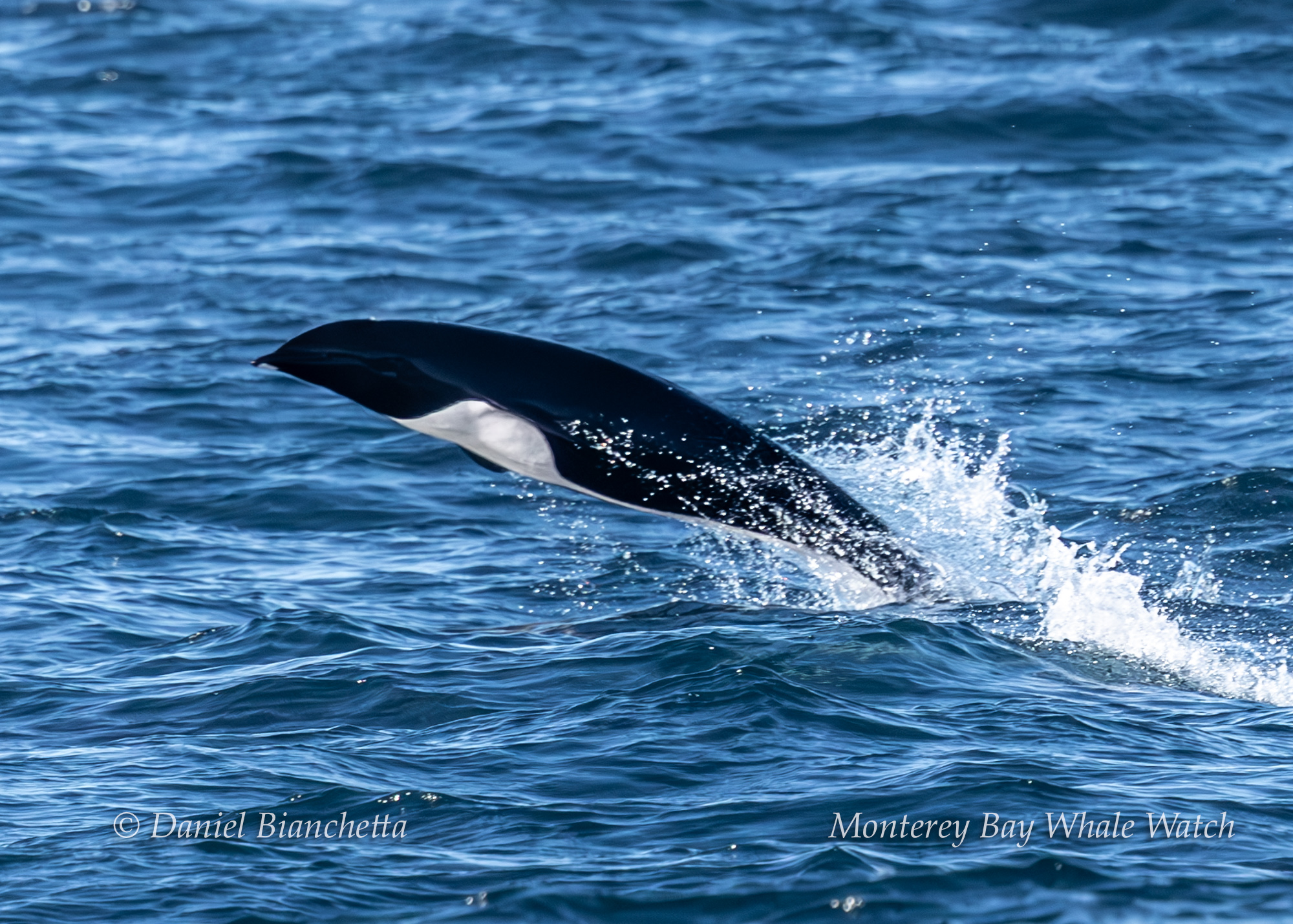Latest Sightings Monterey Bay Whale Watch Marine Mammal List