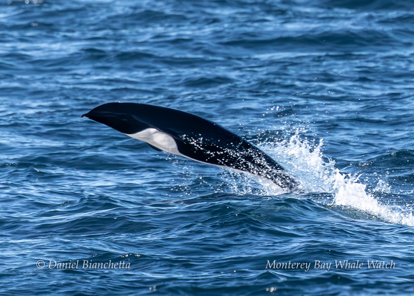 Dolphin leaping out of the water with splash in the ocean.