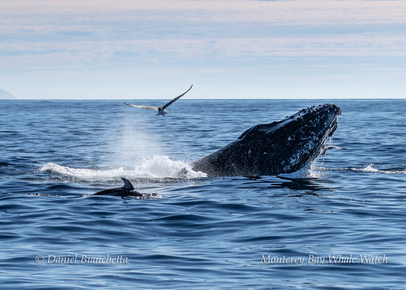 Humpback whale breaching water, with a seabird flying above and dorsal fin visible in foreground.