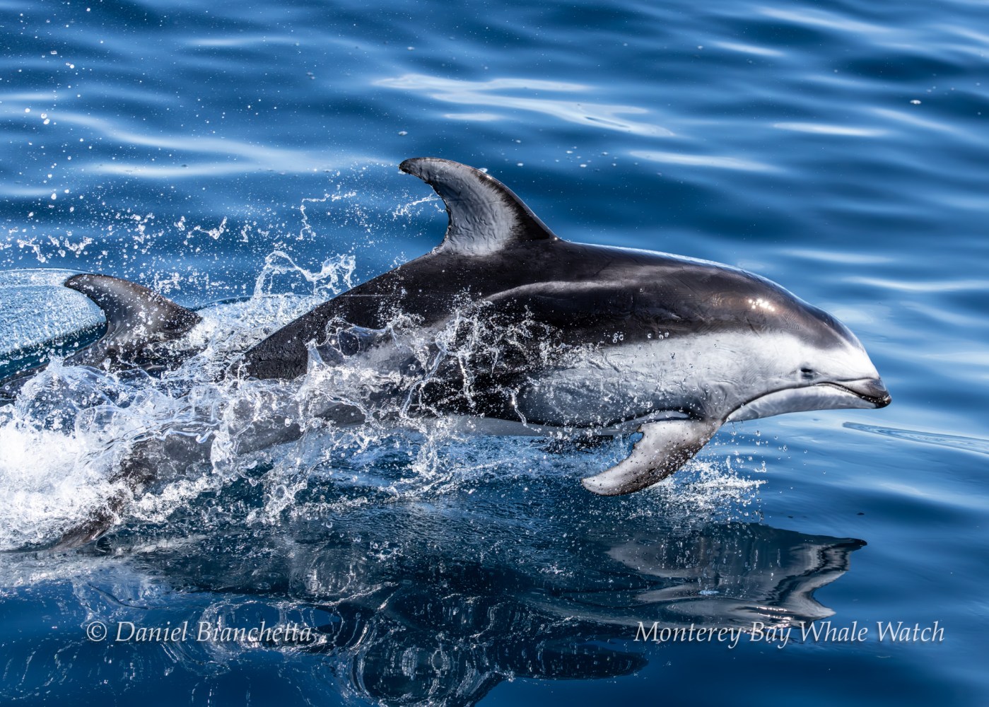 Dolphin leaping out of the water, with waves splashing, under a clear blue sky.