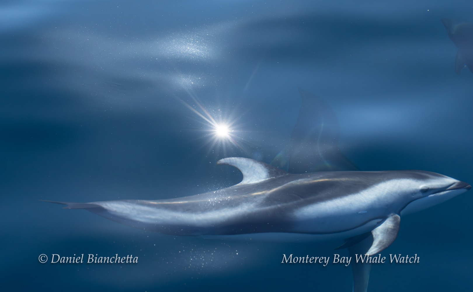 A dolphin swims underwater with sunlight sparkling on the surface.