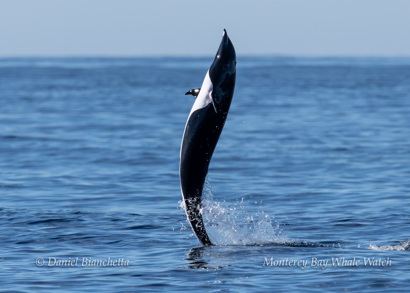 Orca breaching vertically from the ocean with splashes, under a clear sky.