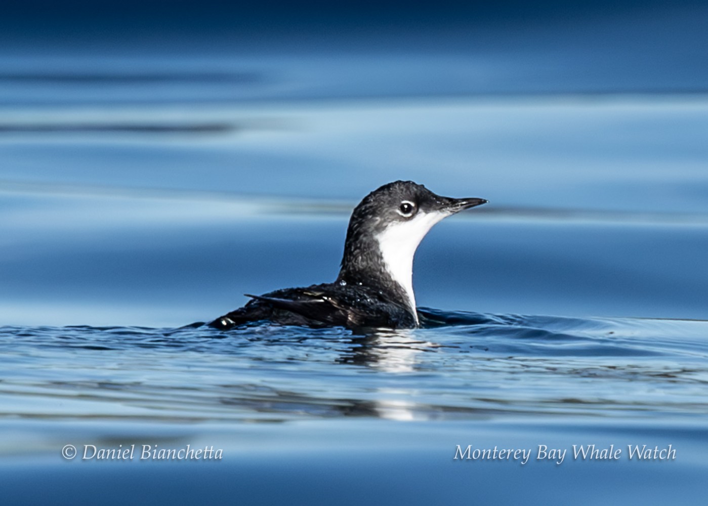 Small black and white bird swimming on calm blue water.