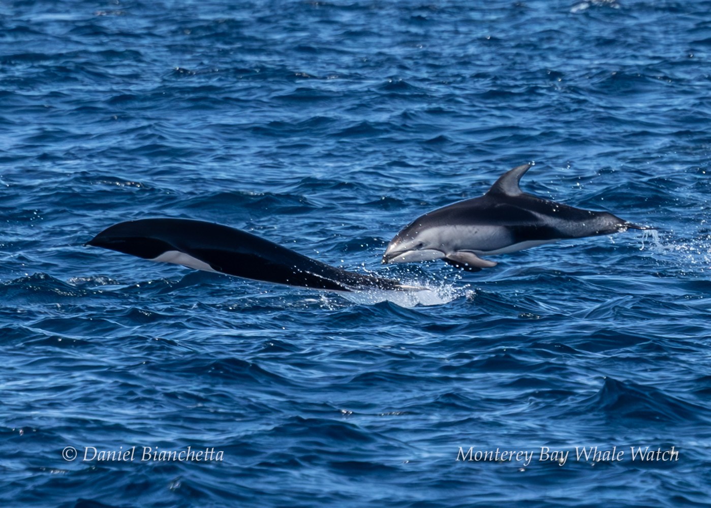 Two dolphins leaping out of the water in a blue ocean under sunlight.