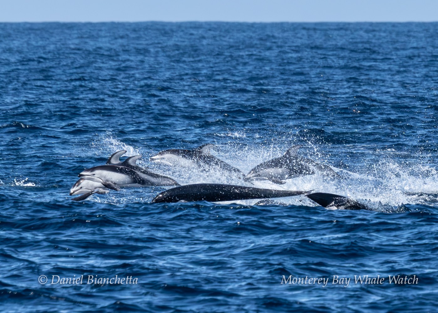 Dolphins swimming and leaping in the ocean with splashes of water.