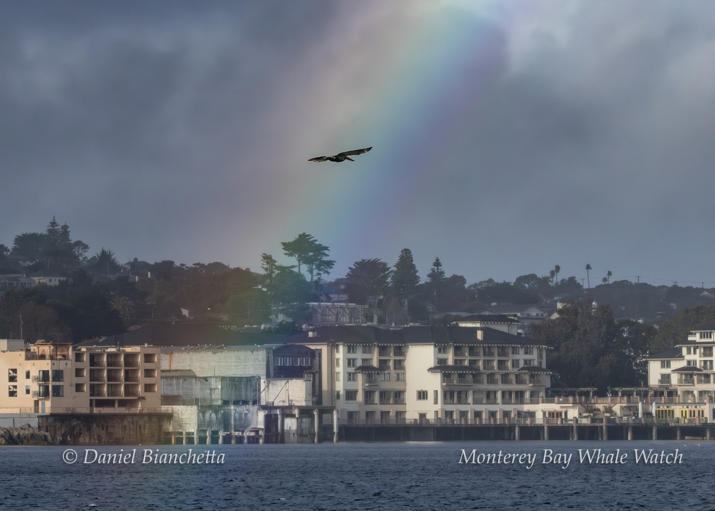 Seaside view with a rainbow and bird over buildings in Monterey Bay.