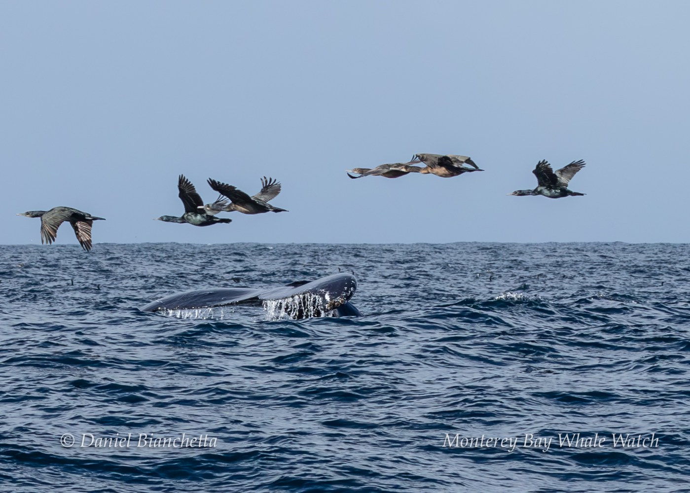 A whale surfacing with five birds flying above the ocean on a clear day.
