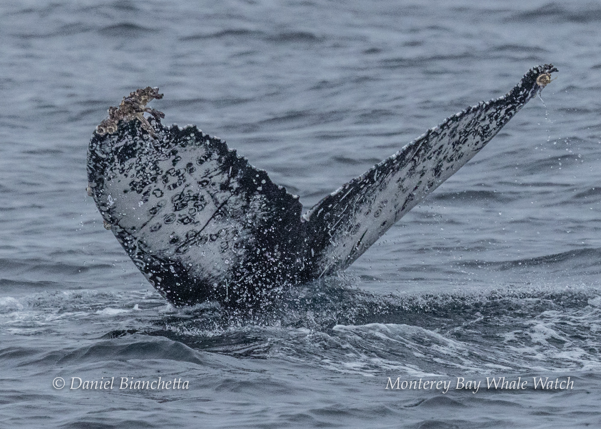 邦楽 QUEEN RABBIT / OCEANUS Latest Sightings Monterey Bay Whale Watch Marine Mammal List