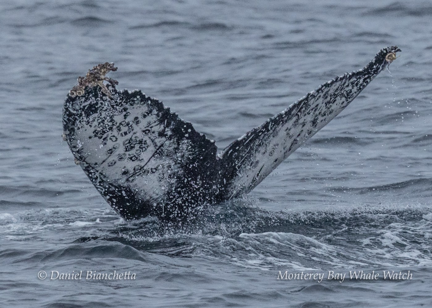 Humpback whale tail above ocean surface with barnacles visible.
