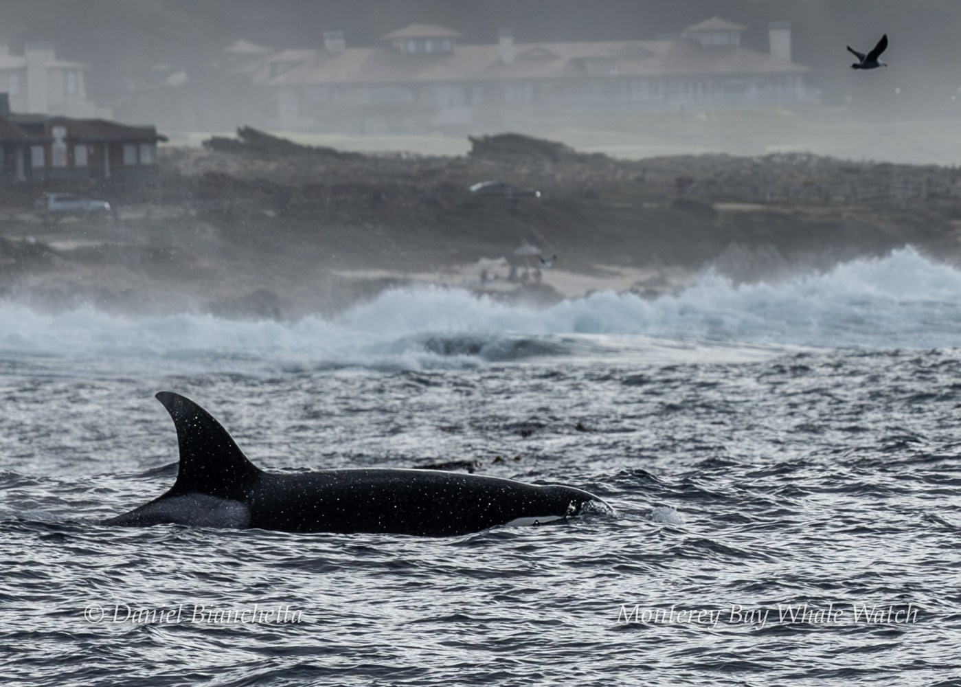 Orca dorsal fin in ocean, with distant shoreline and bird flying overhead.