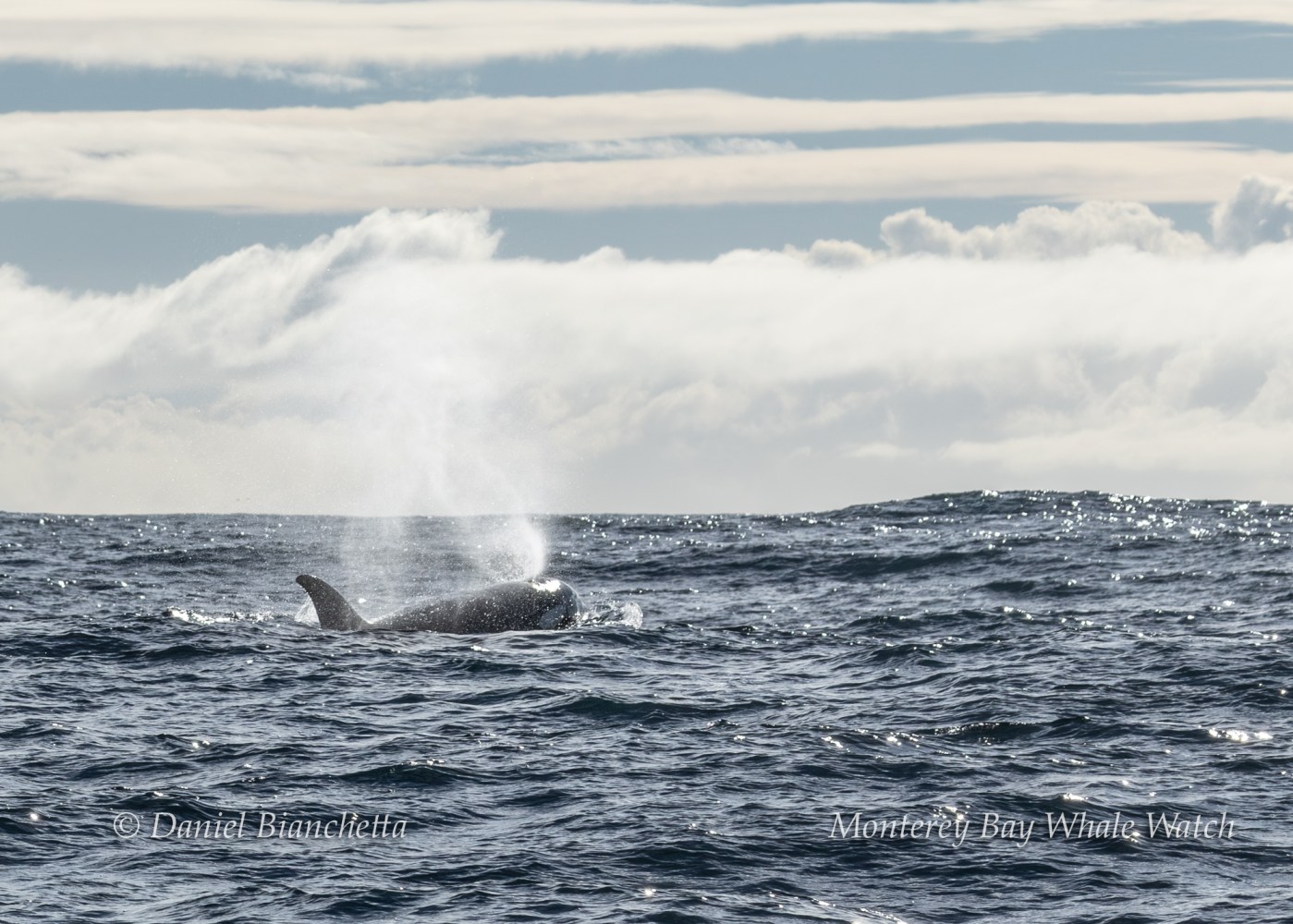 Whale blowing water in ocean under cloudy sky.