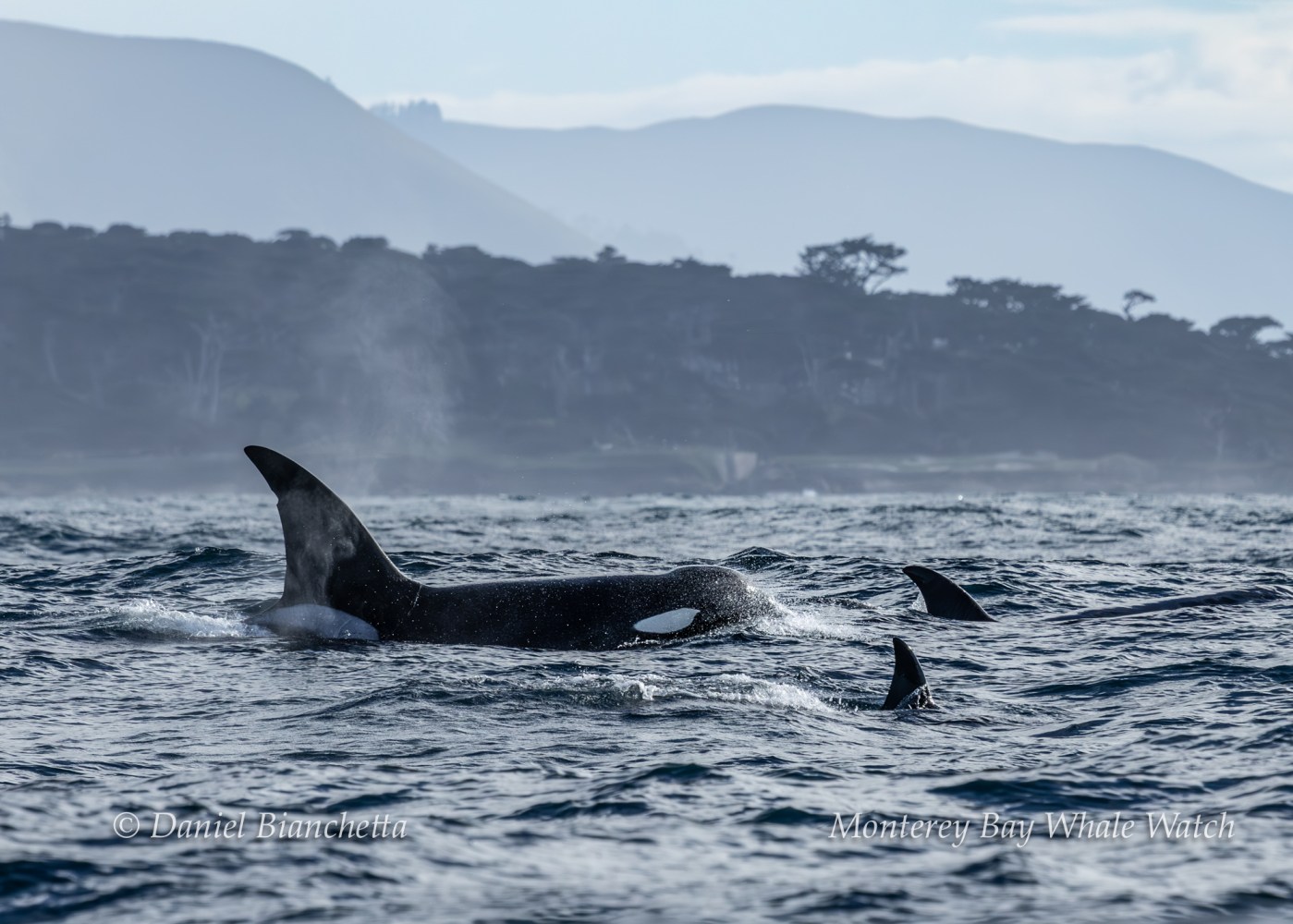 Orcas swimming in the ocean with distant hills and coastal trees in the background.