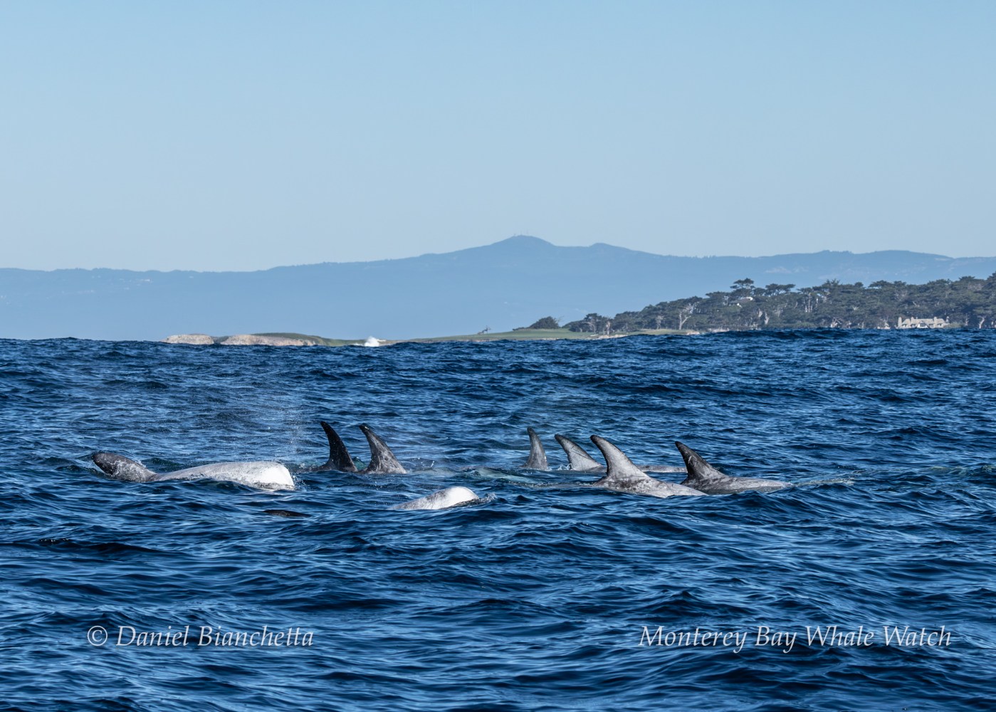 Pod of dolphins swimming in the ocean with a hilly coastline in the background.