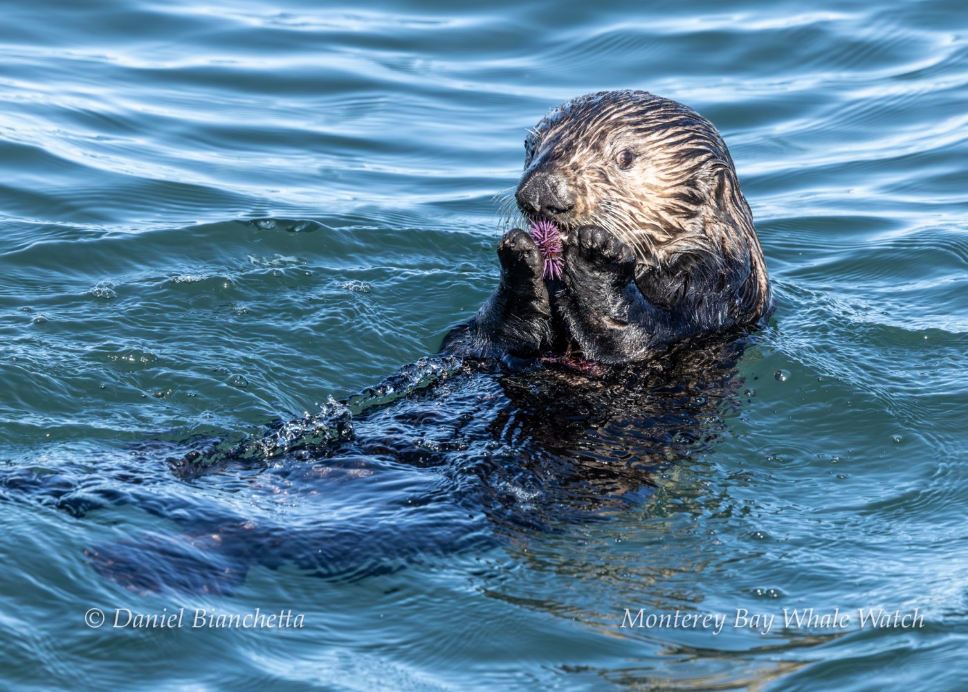Sea otter floating in water, holding and eating a purple sea urchin with paws.